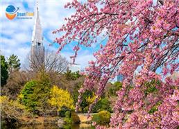 Tour Nhật Bản Mùa Anh Đào: Hồ Chí Minh - Tokyo - Núi Phú Sĩ